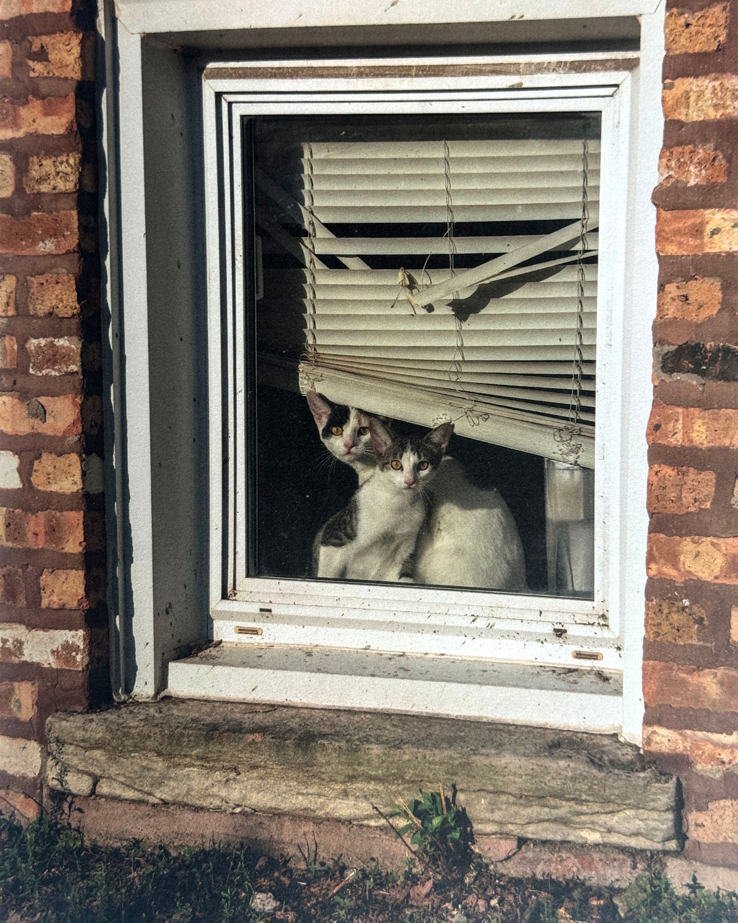 Alley Cat Alley Cat