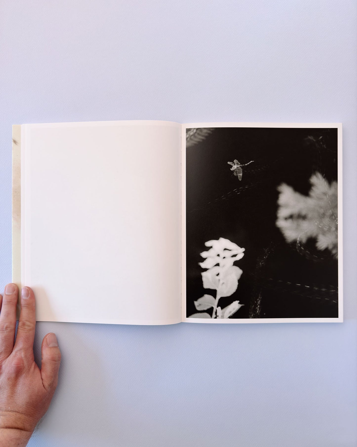 At Night Gardens Grow (Second Edition)