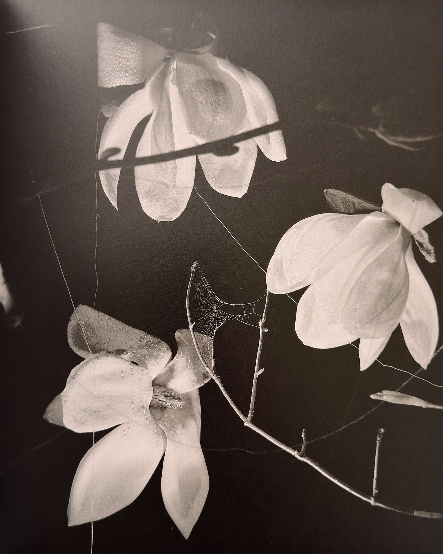 At Night Gardens Grow (Second Edition)