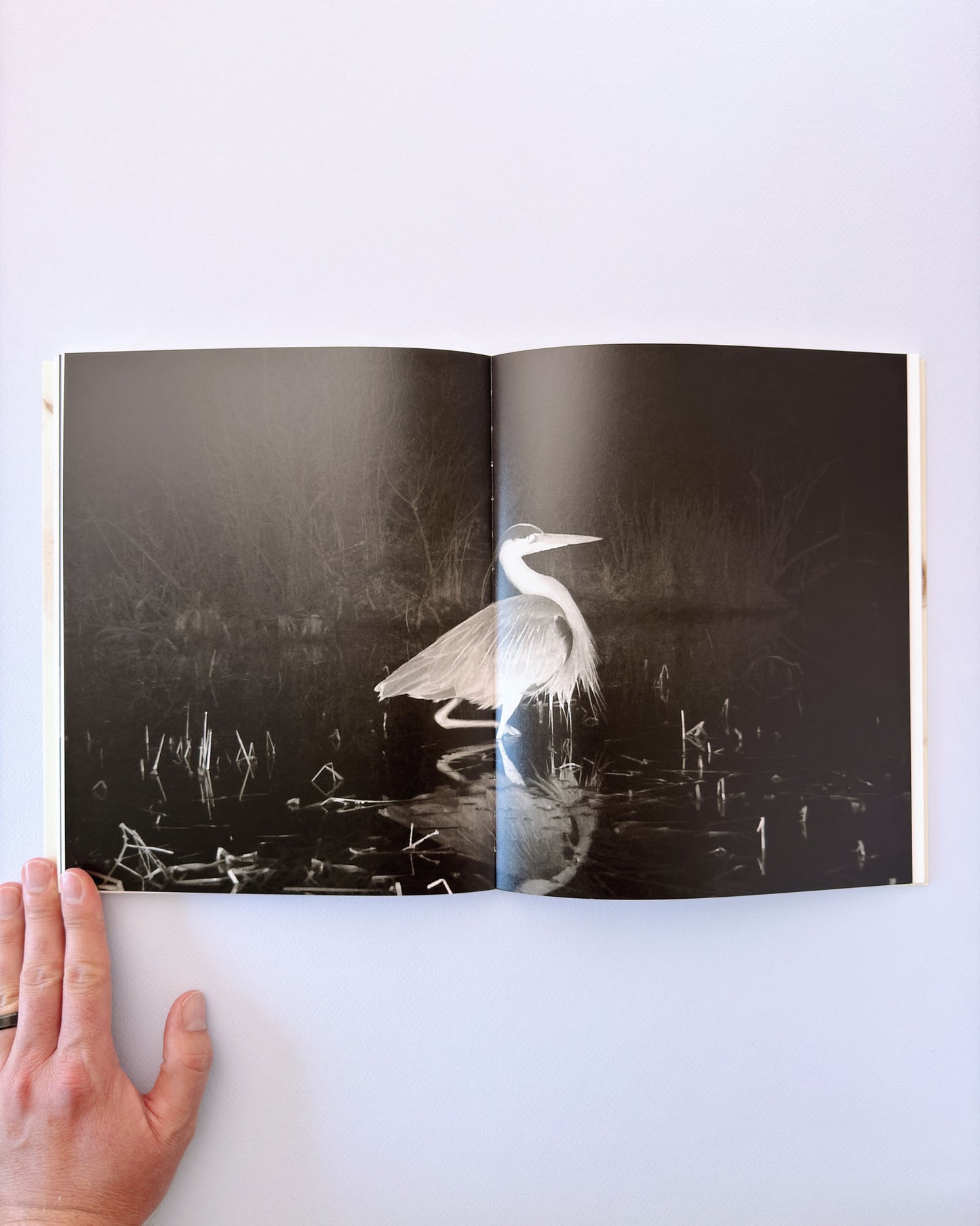 At Night Gardens Grow (Second Edition)