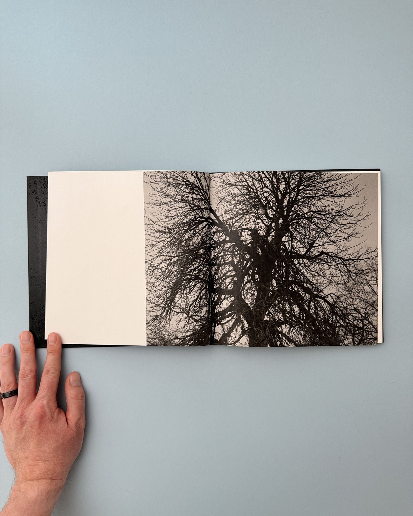 I'll See You in the Branches