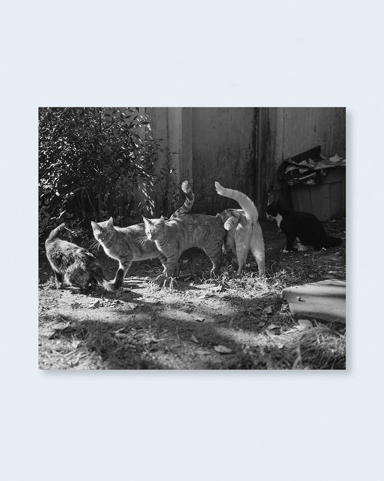Low-Fi Cats (PRE-ORDER)