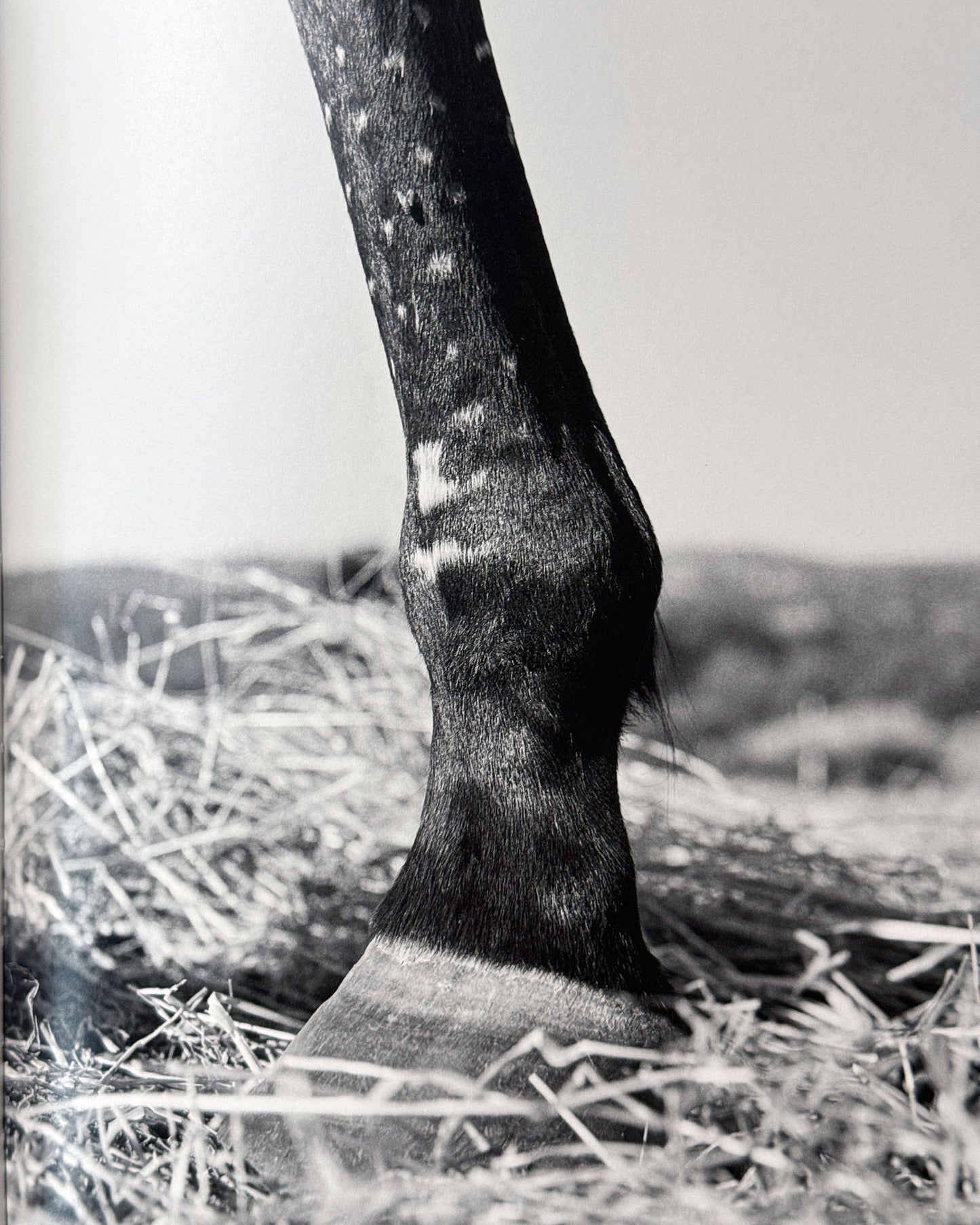 Megalith-Still