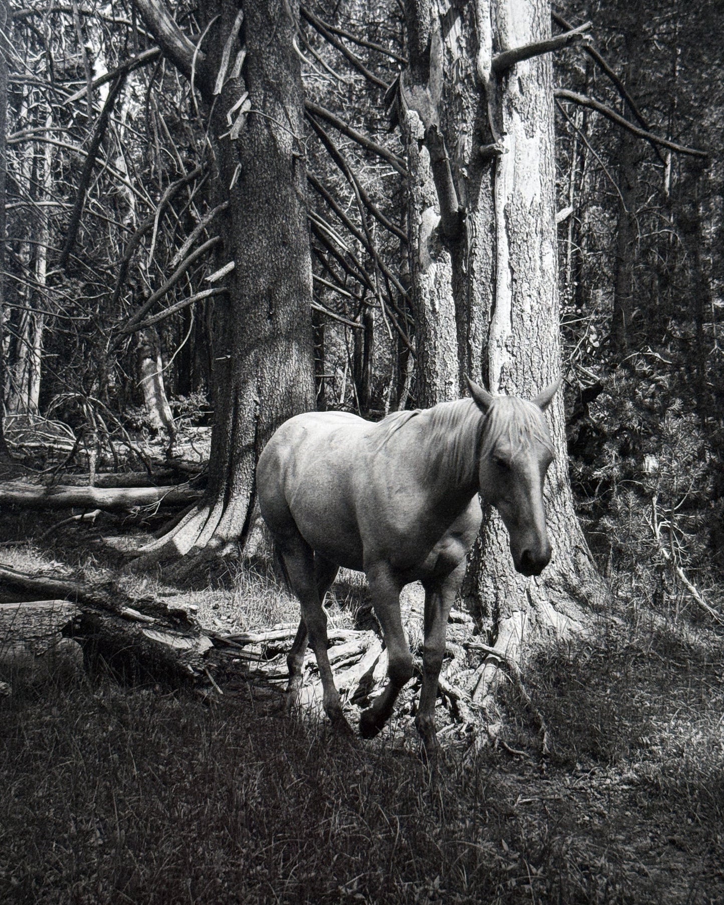Megalith-Still