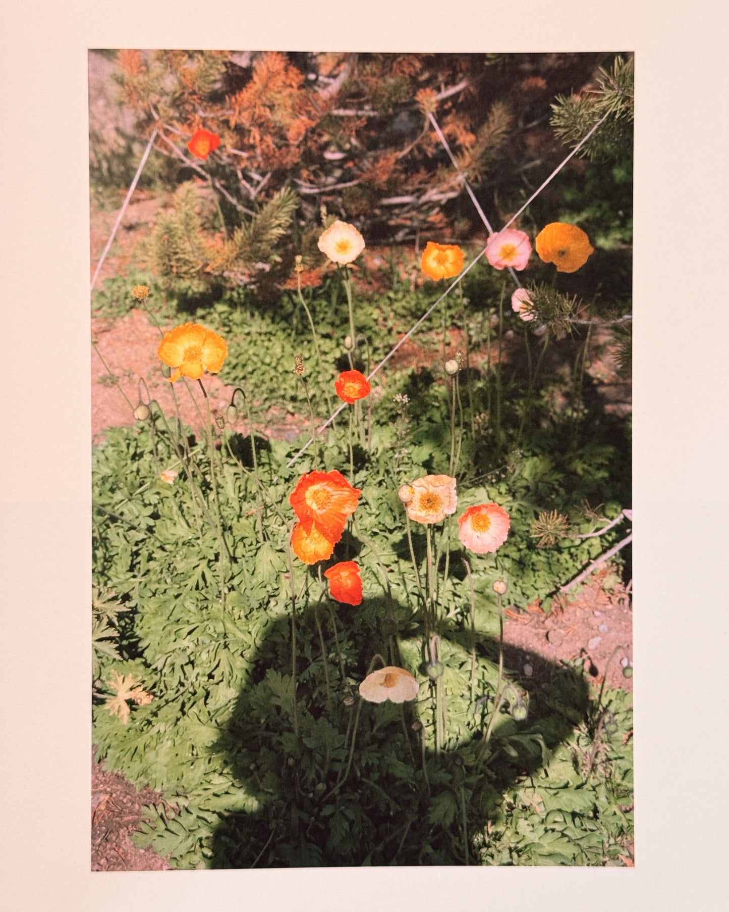 Son Pictures